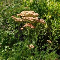 Achillea  'Walter Funcke'